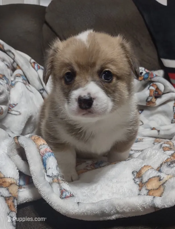 sable male – Pembroke Welsh Corgi puppy for sale in Fort White, FL