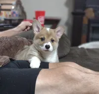 Cartman, a male Pembroke Welsh Corgi for sale in Fort White, FL – 2 of 6