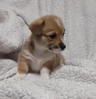 Red Female, a female Pembroke Welsh Corgi for sale in Fort White, FL – Photo 3 of 6