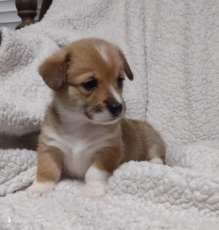 Red Female – Pembroke Welsh Corgi puppy for sale in Fort White, FL