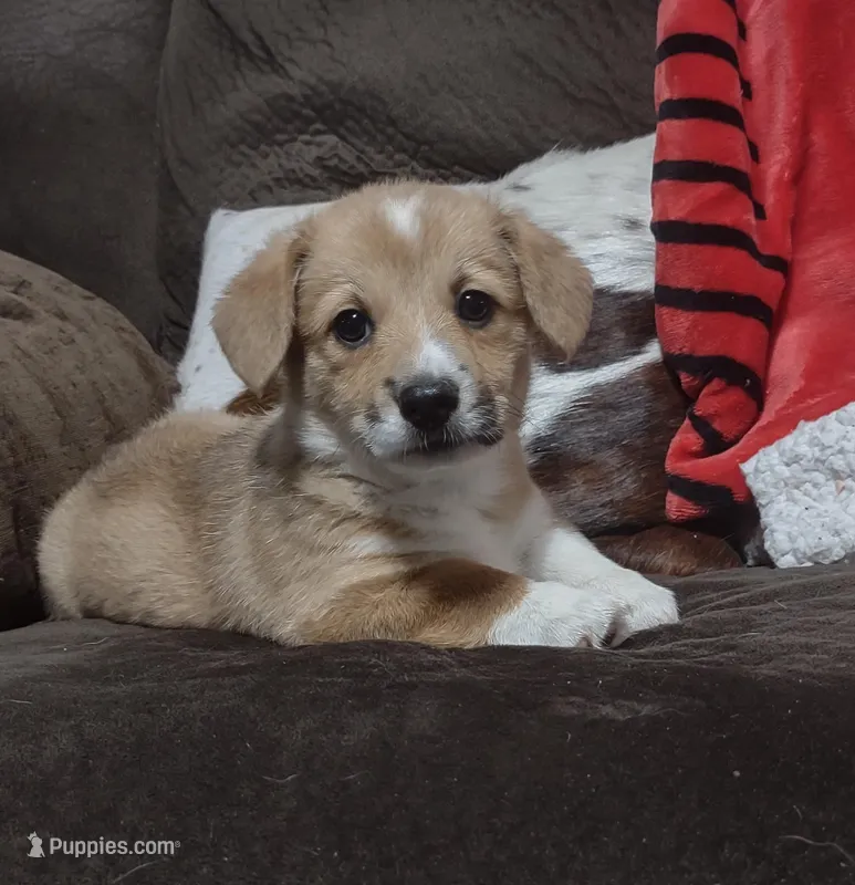 Red Female – Pembroke Welsh Corgi puppy for sale in Fort White, FL