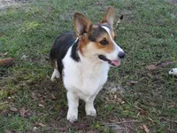 Red Female, a female Pembroke Welsh Corgi for sale in Fort White, FL – Photo 6 of 6