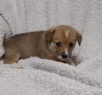 Red Female, a female Pembroke Welsh Corgi for sale in Fort White, FL – Photo 2 of 6