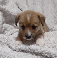 Red Female, a female Pembroke Welsh Corgi for sale in Fort White, FL – Photo 4 of 6