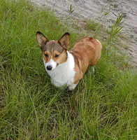 Cartman, a male Pembroke Welsh Corgi for sale in Fort White, FL – 6 of 6