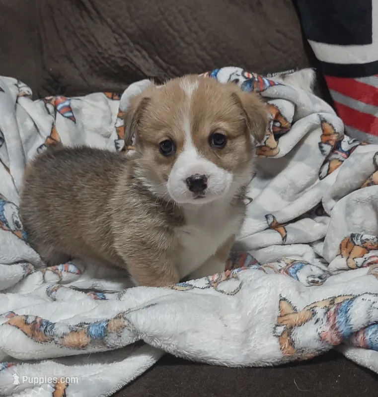 sable female – Pembroke Welsh Corgi puppy for sale in Fort White, FL