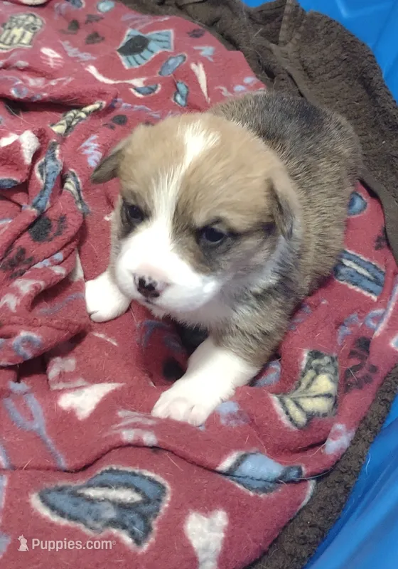 sable female – Pembroke Welsh Corgi puppy for sale in Fort White, FL