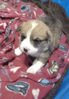 sable female, a female Pembroke Welsh Corgi for sale in Fort White, FL – 1 of 5