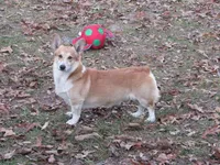 Green collar, a female Pembroke Welsh Corgi for sale in Fort White, FL – Photo 5 of 6