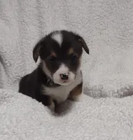 Green collar, a female Pembroke Welsh Corgi for sale in Fort White, FL – Photo 2 of 6