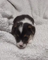 Green collar, a female Pembroke Welsh Corgi for sale in Fort White, FL – Photo 3 of 6