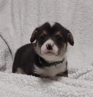 Green collar, a female Pembroke Welsh Corgi for sale in Fort White, FL – Photo 1 of 6