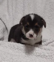 Green collar, a female Pembroke Welsh Corgi for sale in Fort White, FL – Photo 4 of 6
