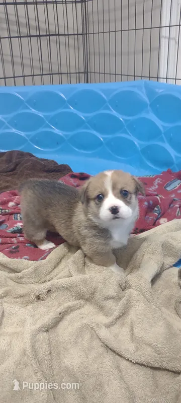 sable female – Pembroke Welsh Corgi puppy for sale in Fort White, FL