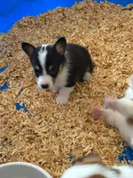 tri male, a male Pembroke Welsh Corgi for sale in Fort White, FL – 2 of 4