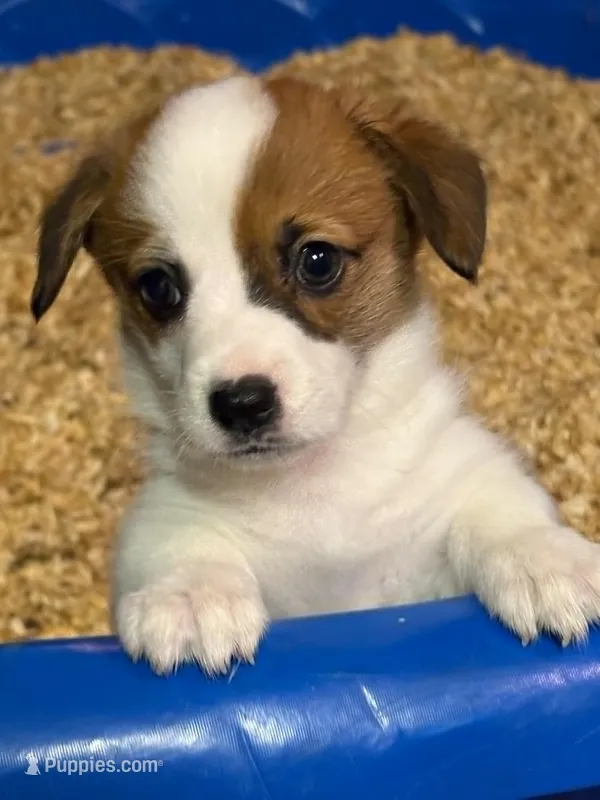 cricket – Pembroke Welsh Corgi puppy for sale in Fort White, FL