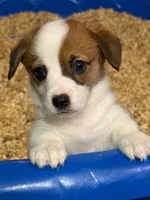 cricket, a female Pembroke Welsh Corgi for sale in Fort White, FL – 1 of 3
