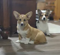 Ellie, a female Pembroke Welsh Corgi for sale in Fort White, FL – 1 of 3