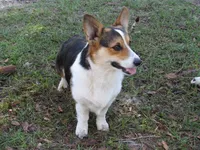 Willows litter, a  Pembroke Welsh Corgi for sale in Fort White, FL – Photo 2 of 3