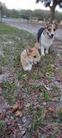 Ellie, a female Pembroke Welsh Corgi for sale in Fort White, FL – 3 of 3