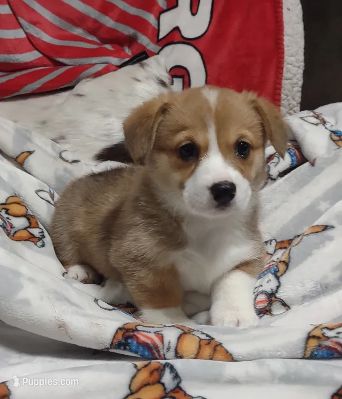 sable female – Pembroke Welsh Corgi puppy for sale in Fort White, FL