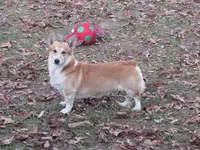 sable female, a female Pembroke Welsh Corgi for sale in Fort White, FL – 5 of 5