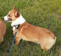 tri male, a male Pembroke Welsh Corgi for sale in Fort White, FL – 3 of 4