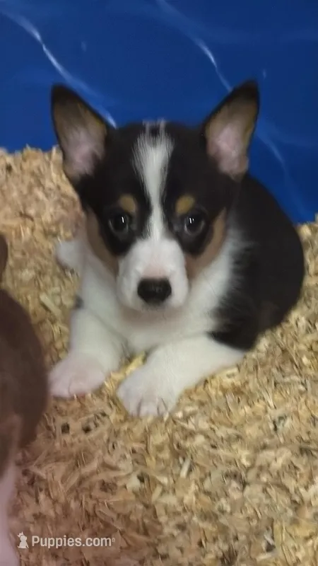 tri male – Pembroke Welsh Corgi puppy for sale in Fort White, FL