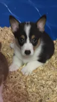tri male, a male Pembroke Welsh Corgi for sale in Fort White, FL – 1 of 4
