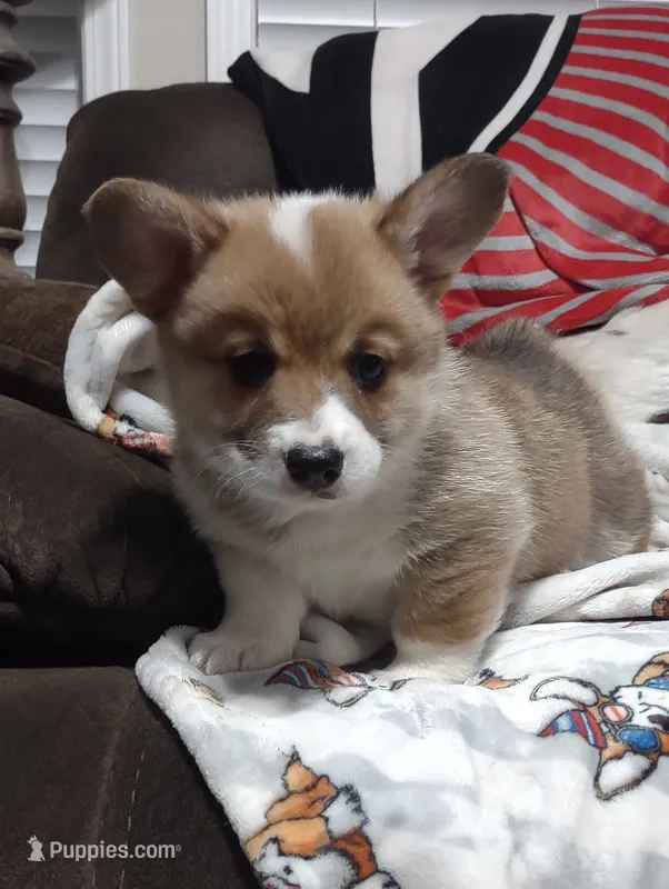 sable male – Pembroke Welsh Corgi puppy for sale in Fort White, FL