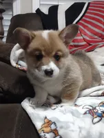 Triple clear male, a male Pembroke Welsh Corgi for sale in Fort White, FL – 8 of 8