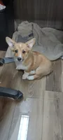 Ellie, a female Pembroke Welsh Corgi for sale in Fort White, FL – 2 of 3