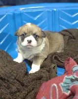 sable male, a male Pembroke Welsh Corgi for sale in Fort White, FL – 2 of 3