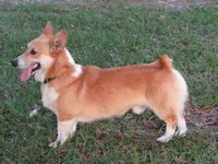 Gray collar, a female Pembroke Welsh Corgi for sale in Fort White, FL – Photo 6 of 7