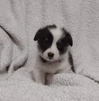 Gray collar, a female Pembroke Welsh Corgi for sale in Fort White, FL – Photo 5 of 7