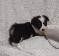 Gray collar, a female Pembroke Welsh Corgi for sale in Fort White, FL – Photo 2 of 7