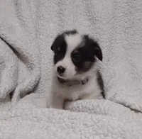 Gray collar, a female Pembroke Welsh Corgi for sale in Fort White, FL – Photo 3 of 7