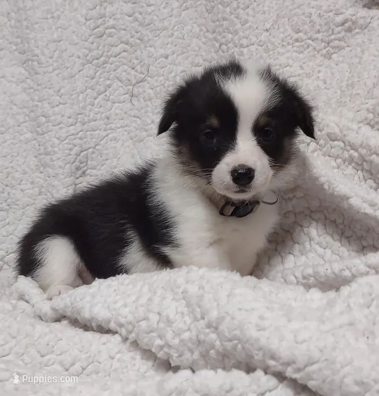 Gray collar – Pembroke Welsh Corgi puppy for sale in Fort White, FL