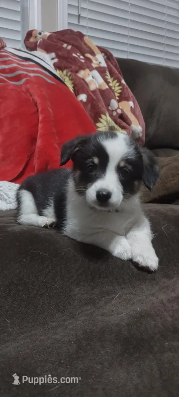 Gray collar – Pembroke Welsh Corgi puppy for sale in Fort White, FL