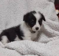 Gray collar, a female Pembroke Welsh Corgi for sale in Fort White, FL – Photo 4 of 7