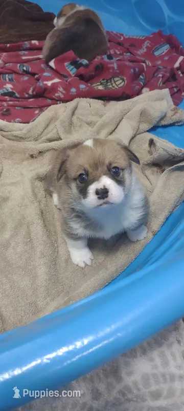 sable male – Pembroke Welsh Corgi puppy for sale in Fort White, FL