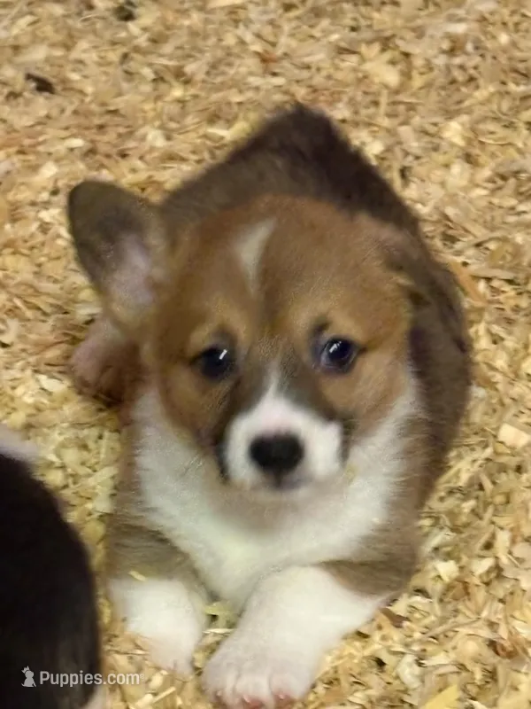 female 1 – Pembroke Welsh Corgi puppy for sale in Fort White, FL