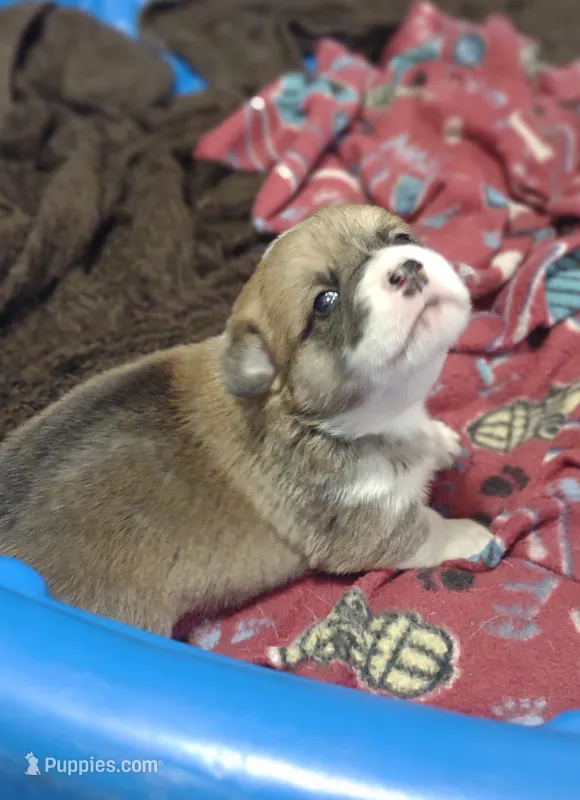 sable male – Pembroke Welsh Corgi puppy for sale in Fort White, FL