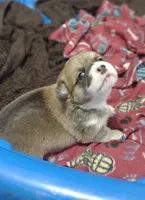 sable male, a male Pembroke Welsh Corgi for sale in Fort White, FL – 1 of 3