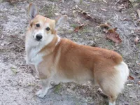 Cartman, a male Pembroke Welsh Corgi for sale in Fort White, FL – 5 of 6