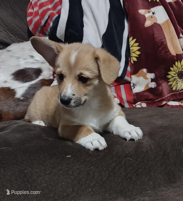 Red Female, a female Pembroke Welsh Corgi for sale in Fort White, FL – Photo 1 of 3