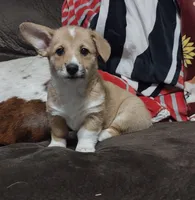 Red Female, a female Pembroke Welsh Corgi for sale in Fort White, FL – Photo 3 of 3
