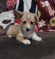 Red Female, a female Pembroke Welsh Corgi for sale in Fort White, FL – Photo 2 of 3
