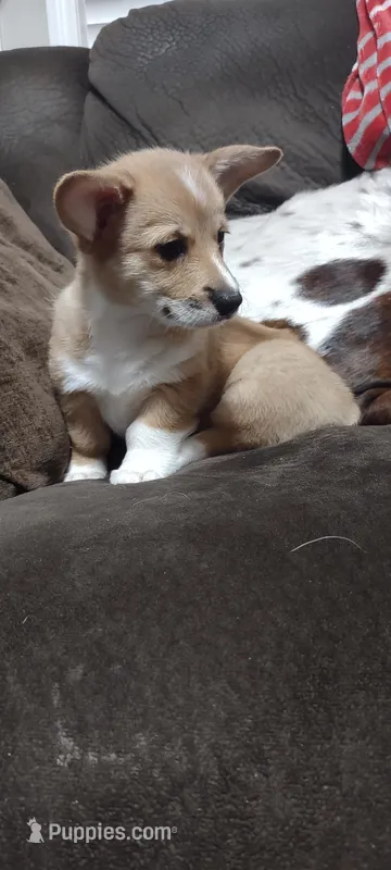 Red Female – Pembroke Welsh Corgi puppy for sale in Fort White, FL