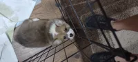 Triple clear male, a male Pembroke Welsh Corgi for sale in Fort White, FL – 6 of 8